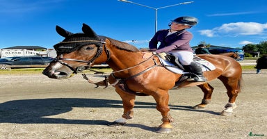  hästar i Åtvidaberg - Annons 13