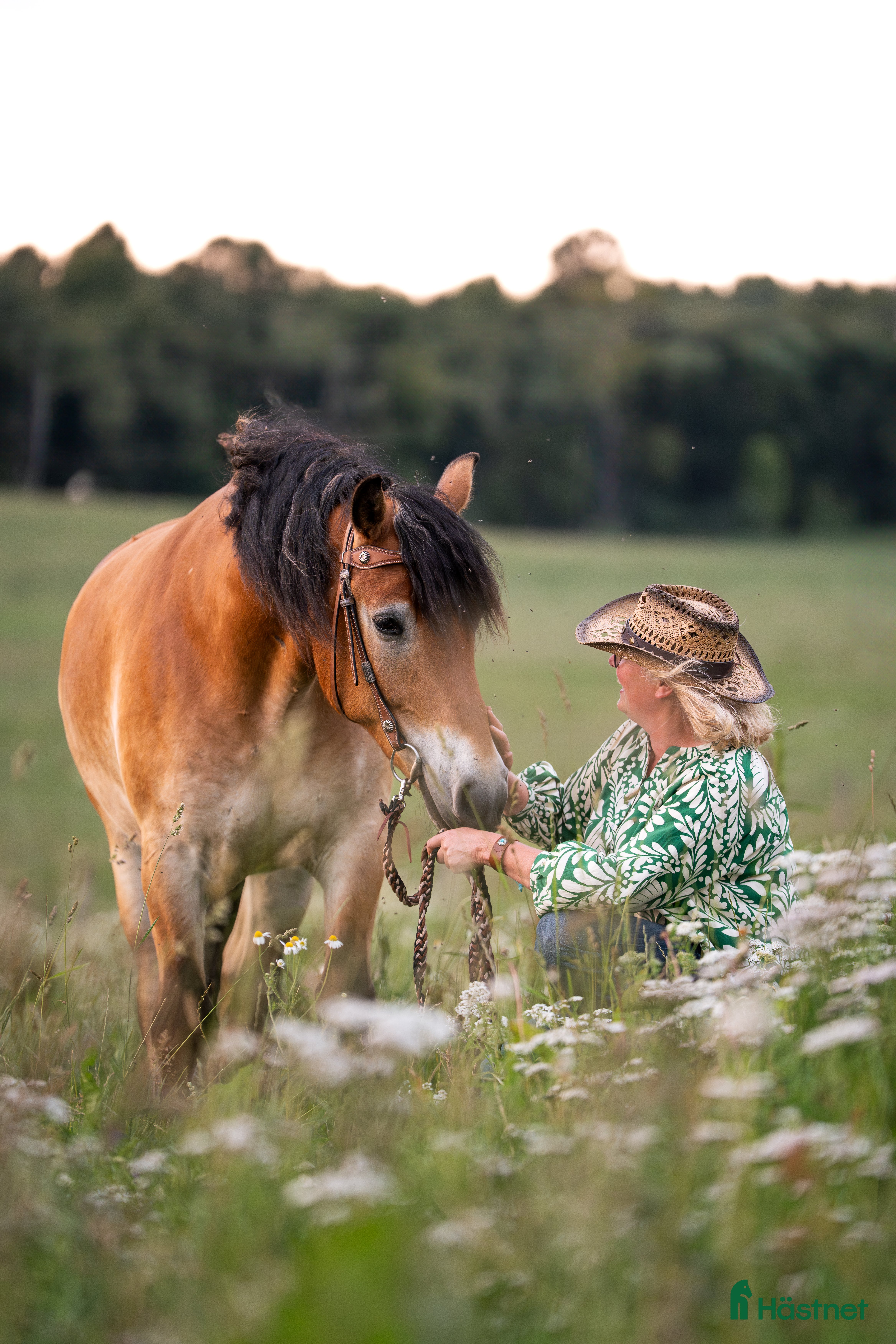 hästar Till salu Nordsvensk Brukhäst  i Falköping - Annons 3