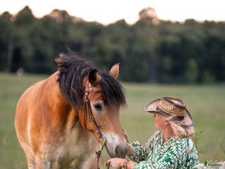 hästar Till salu Nordsvensk Brukhäst i Falköping - Annons 3