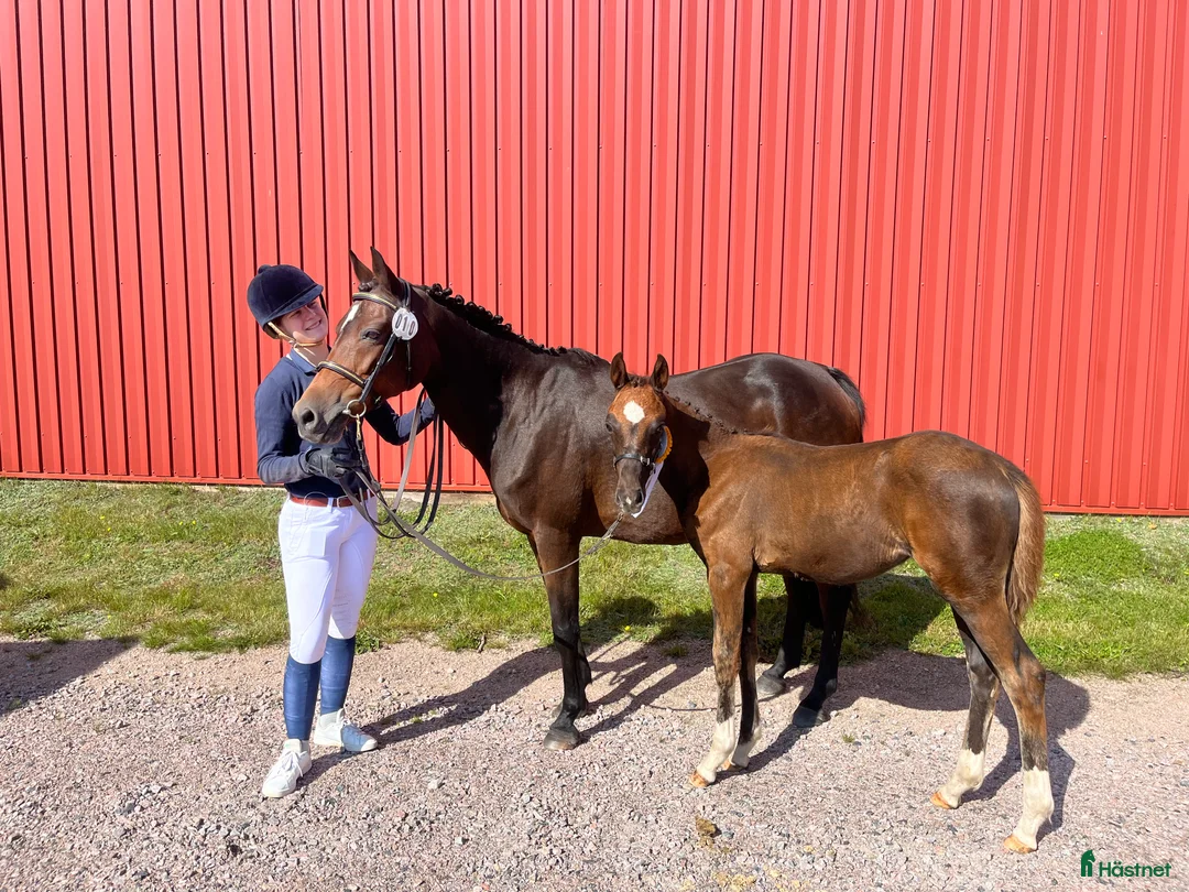 Allround hästar till salu: Häst med wow e: Heartbeat  i Hestra - Annons 4