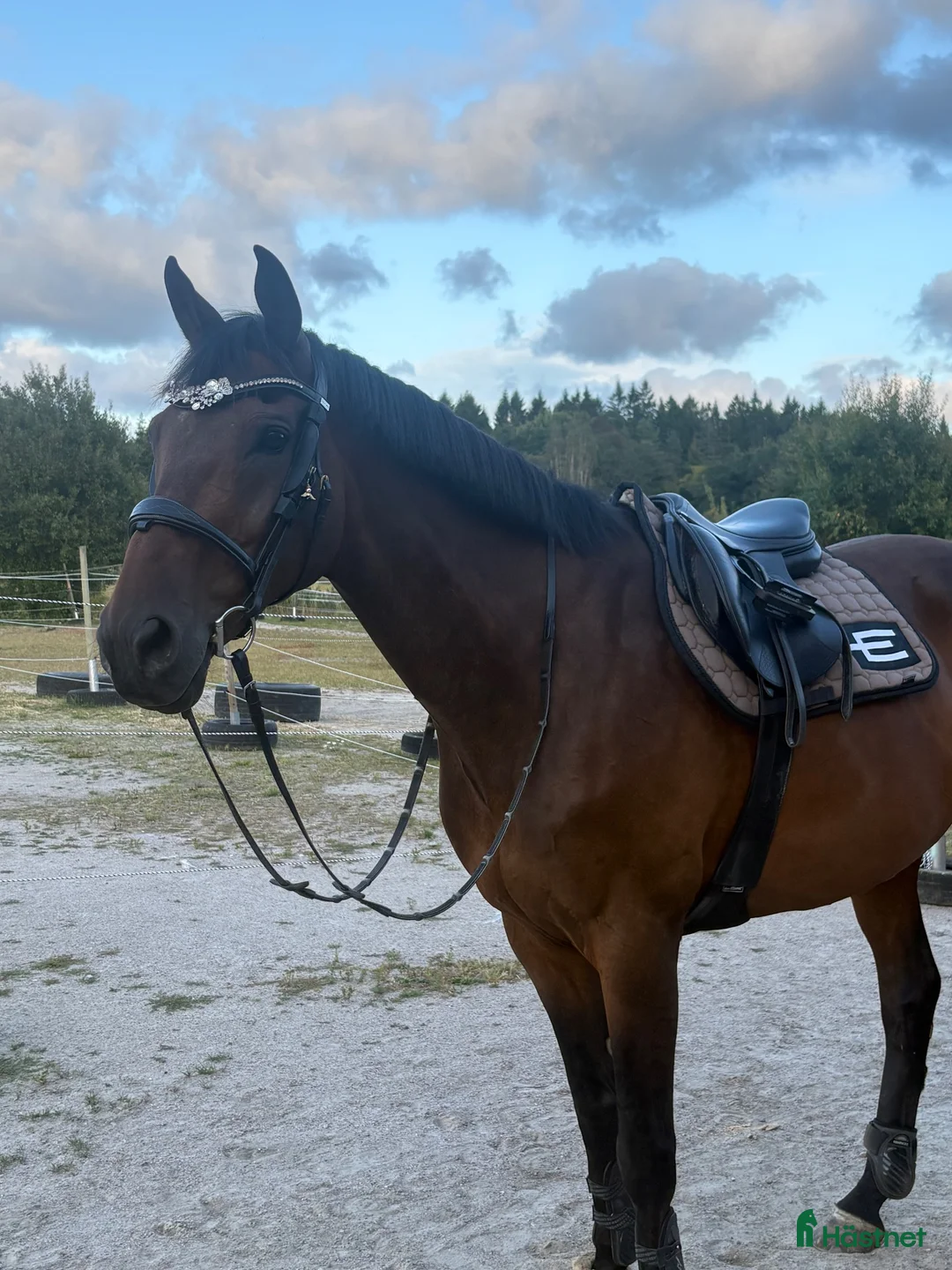 Allround hästar till salu: Fin allround häst - Annons 2