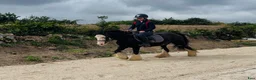 Allround hästar till salu: Cute Irish cob mare - Annons 3