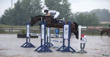  hästar i Lerdala - Annons 9