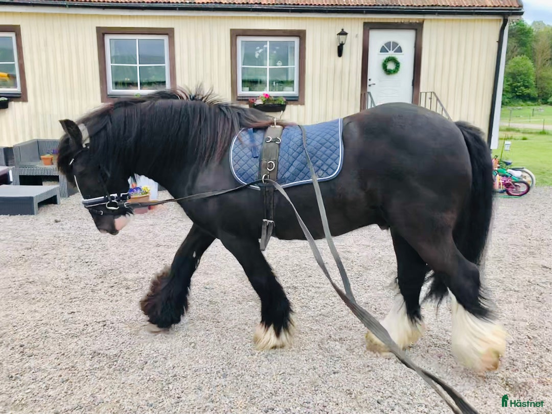 Sällskap hästar till salu: Världens bästa sällskapshäst i Kristianstad - Annons 7