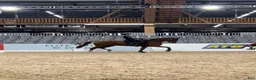 Dressyr hästar till salu: Topphäst för rätt ryttare - Annons 2