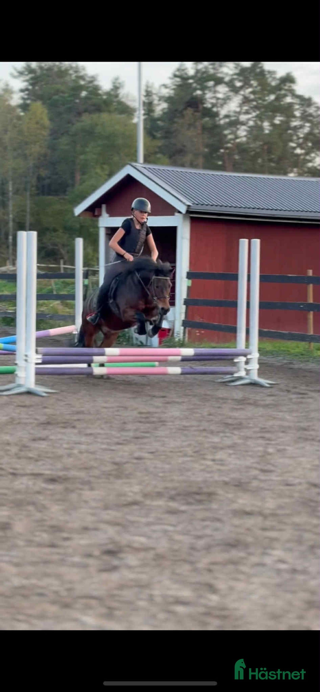 Allround hästar till salu: Snäll dartmoorponny söker nytt hem i Åkersberga - Annons 6