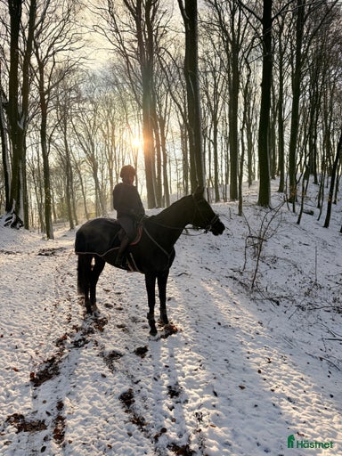 Galleribild {{count}}