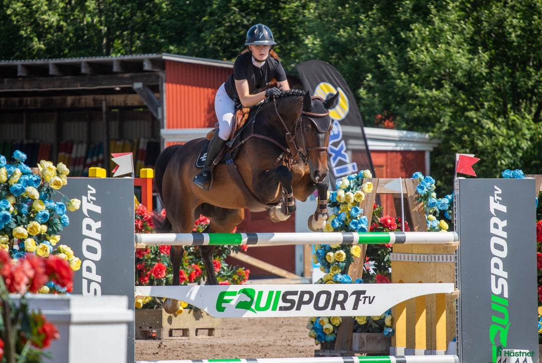 Hoppning hästar till salu: Hopphäst till salu💫 i Luleå - Annons 2