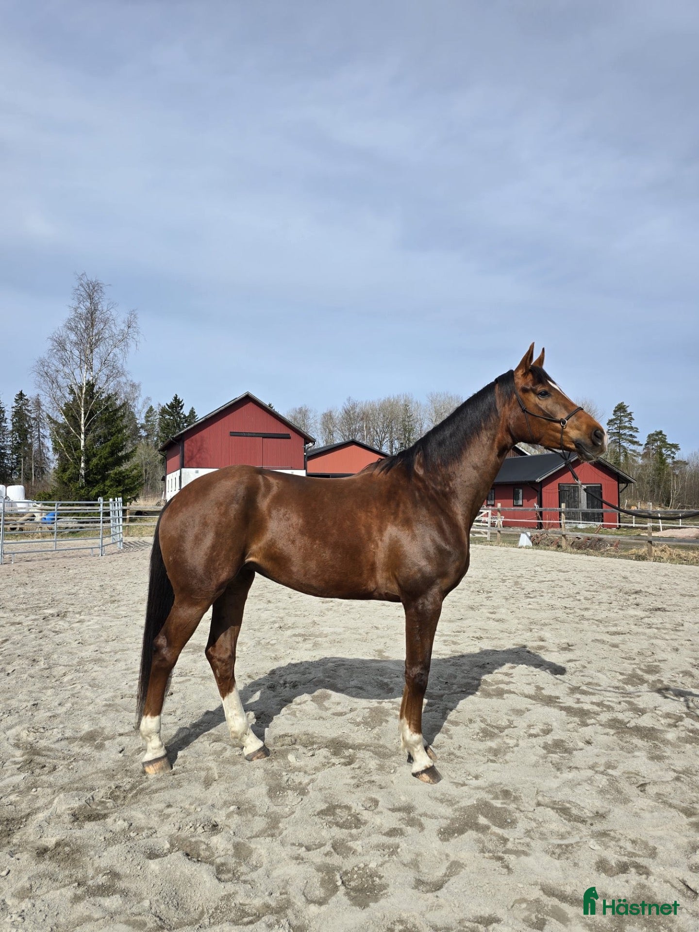 Dressyr hästar till salu: 4-årigt SWB-sto - Annons 1
