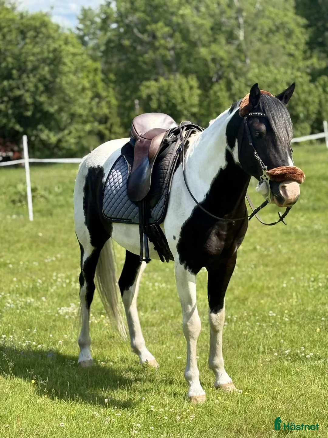 Övrigt hästar till salu:  arabkorsning - Annons 2