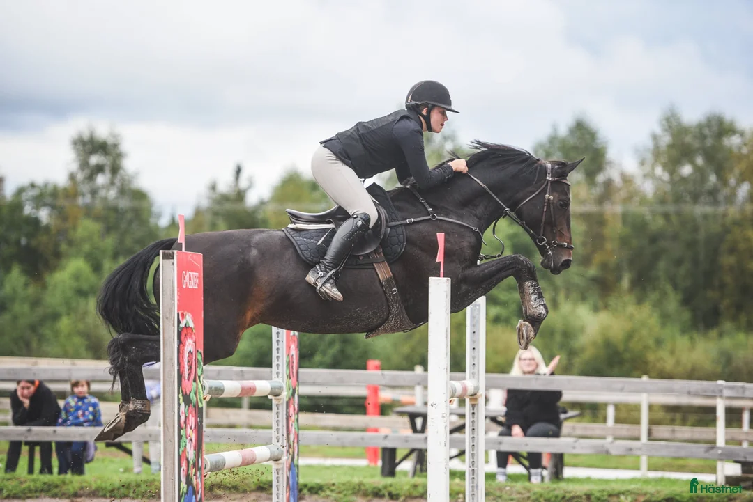 Hoppning hästar till salu: Välriden energisk häst  i Mockfjärd - Annons 1