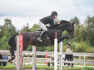 hästar Välriden energisk häst i Mockfjärd - Annons 22