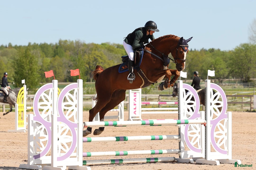 Galleribild {{count}}