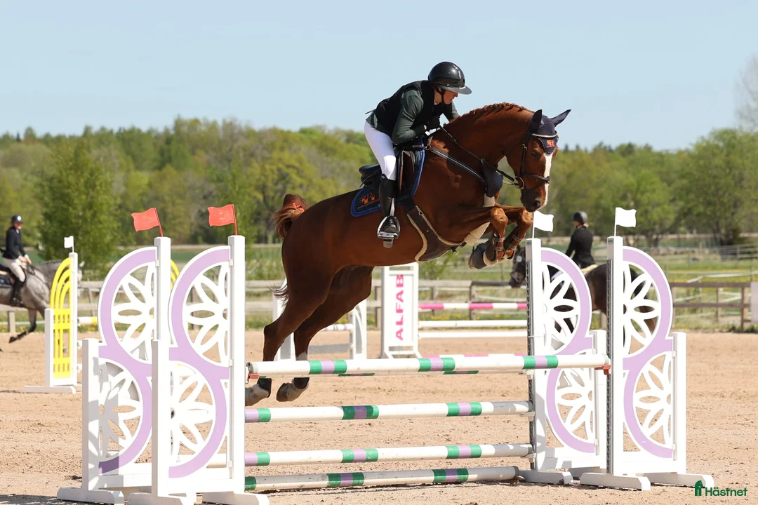 Galleribild {{count}}