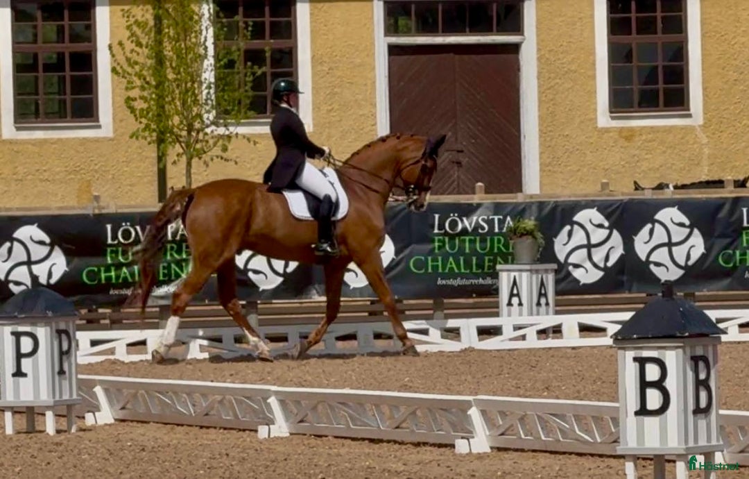 Dressyr hästar till salu: Fantastisk läromästare i Västerås - Annons 3