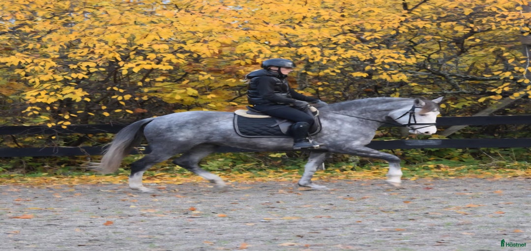 Galleribild {{count}}