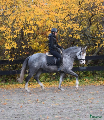 Galleribild {{count}}