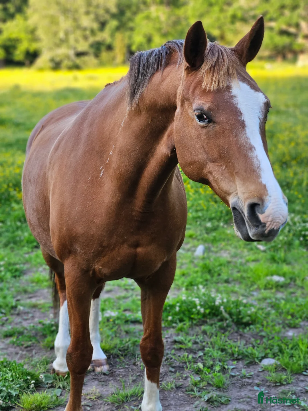 Allround hästar till salu: Intressekoll - Annons 2