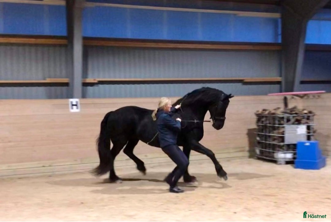Dressyr hästar till salu: Frieser hingst KFPS i Löberöd - Bild 10