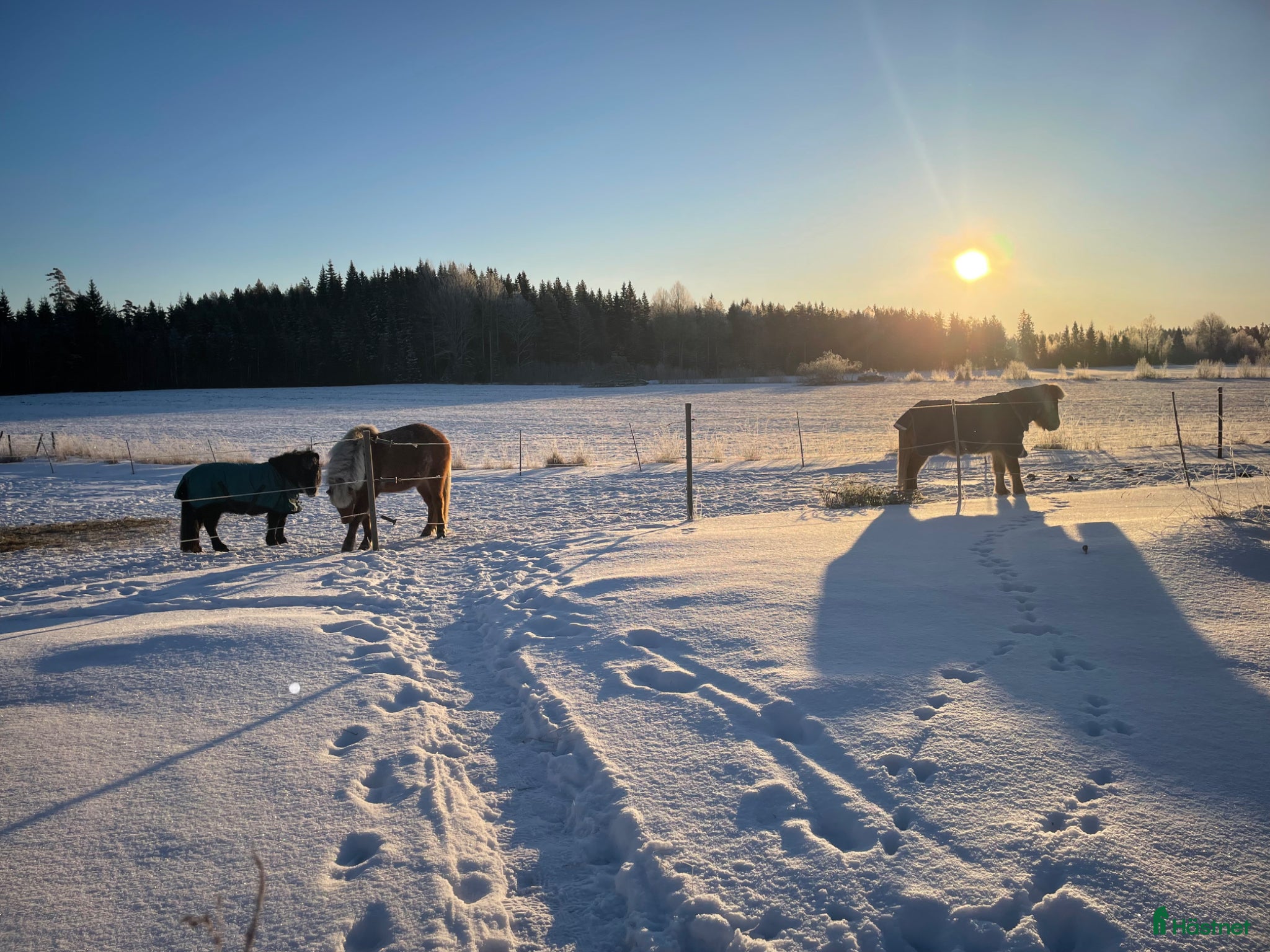 Sällskap hästar sökes: Familjehäst allround sökes - Annons 2