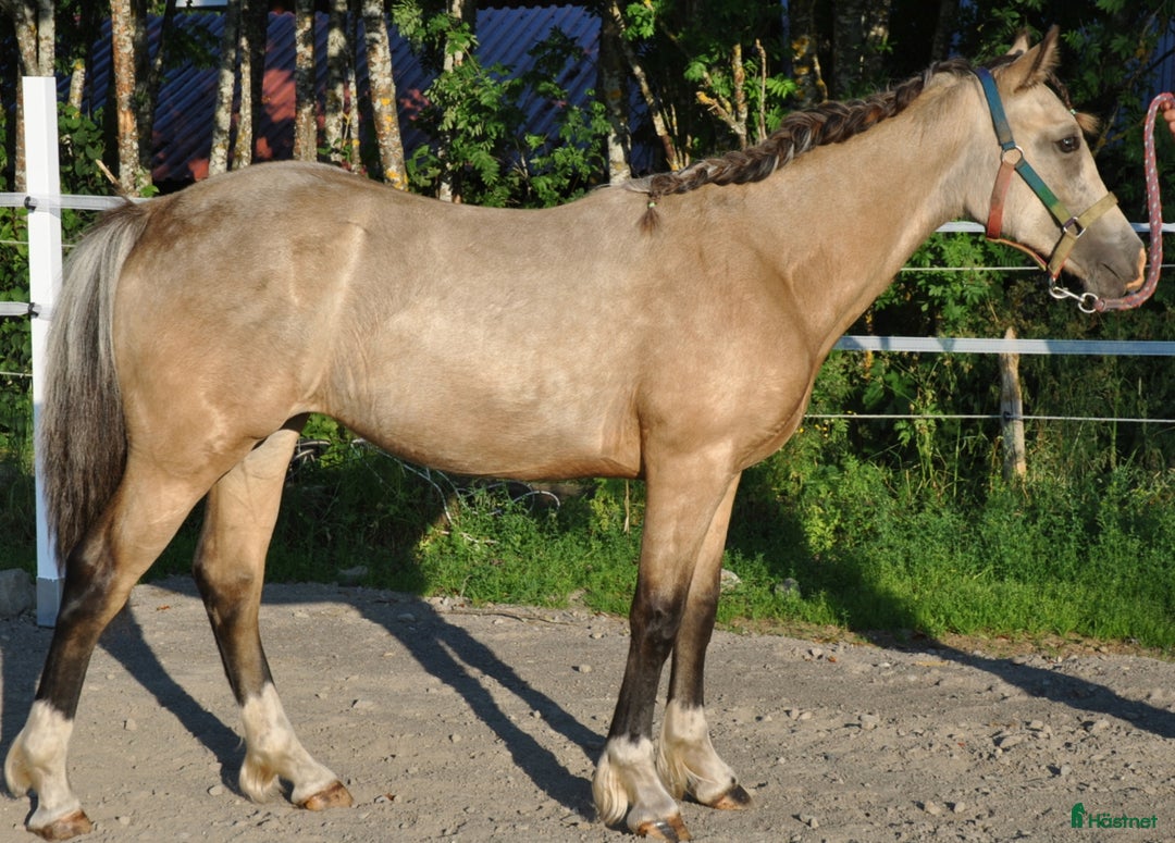 Allround hästar till salu: Elegant Welsh Cob Stoföl i Hoting - Bild 5