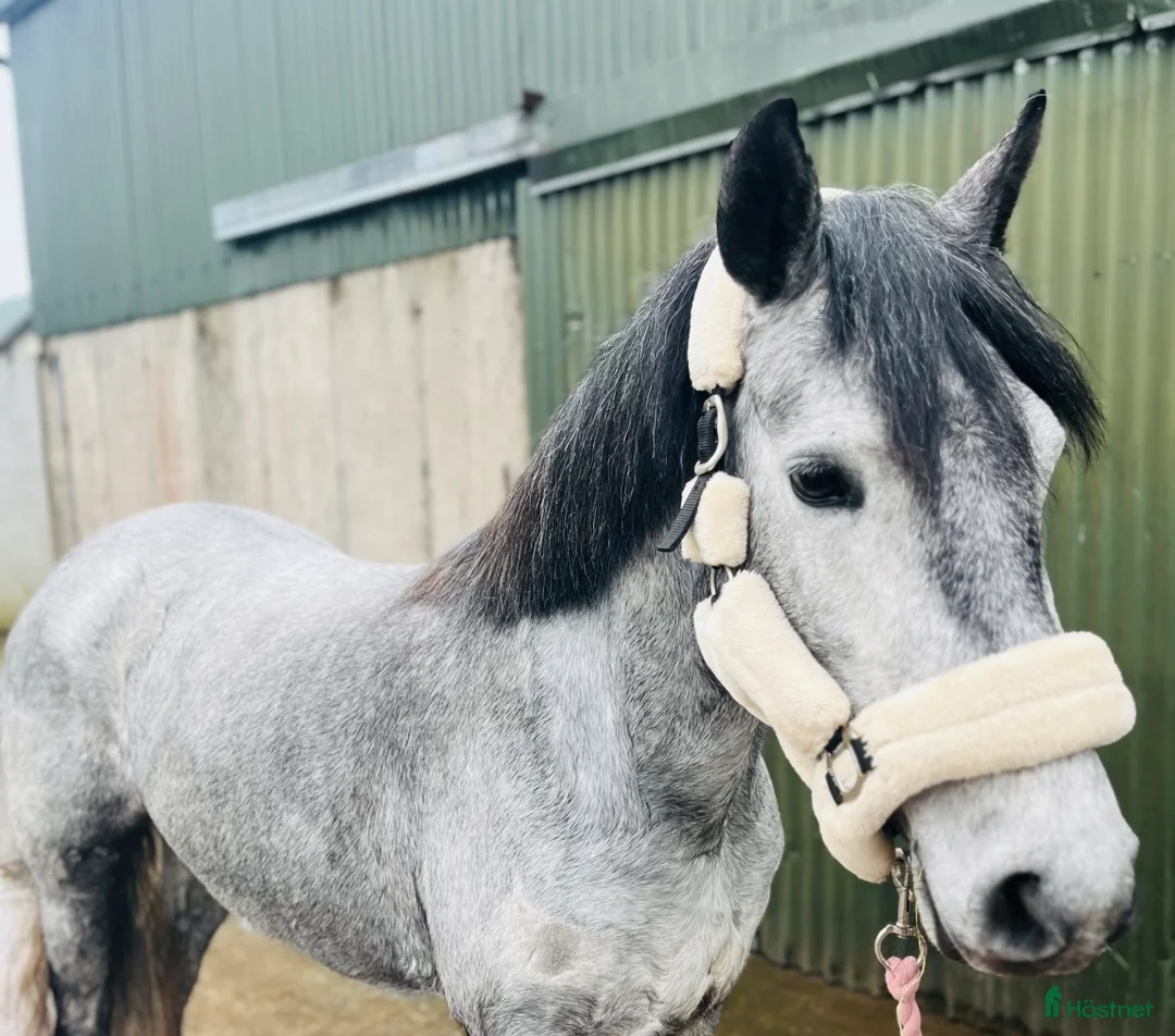 Allround hästar till salu: Selection of Irish ponies - Annons 2