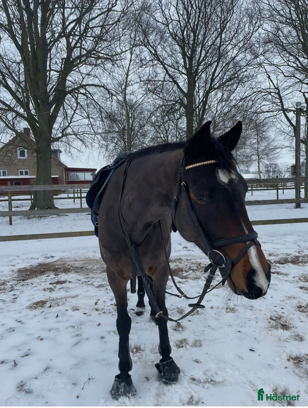 Hoppning hästar till salu: Hoppsto  - Annons 2