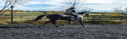 Allround hästar till salu: 5 Års Akhal-Teke Vallak Til Salgs i Raufoss - Annons 14