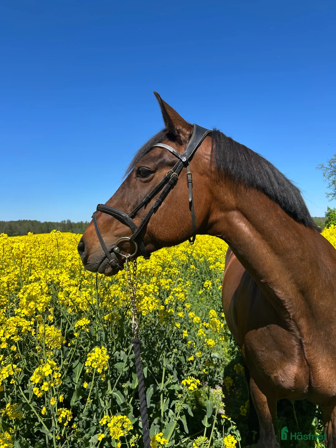 Allround hästar till salu: Intressekoll läromästare - Annons 2