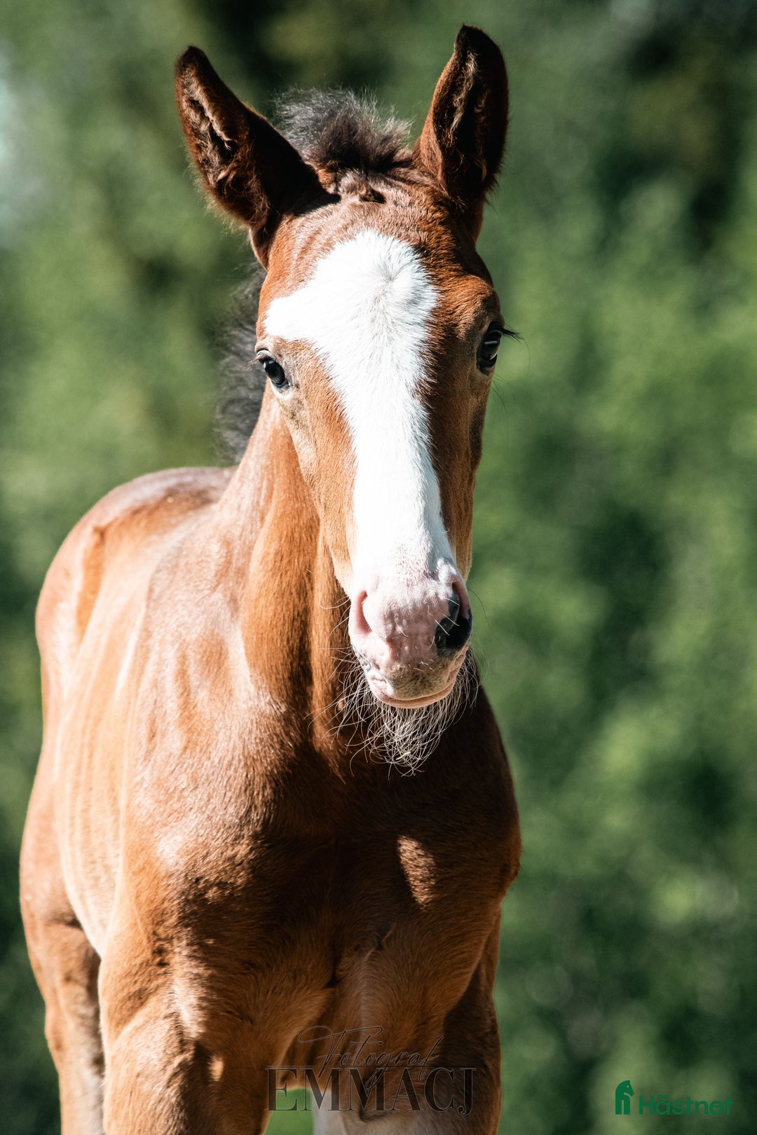 Dressyr hästar till salu: Charmig & snygg hingst -24 e. Racoon - Topaasch 🌟 i Saxdalen - Annons 10