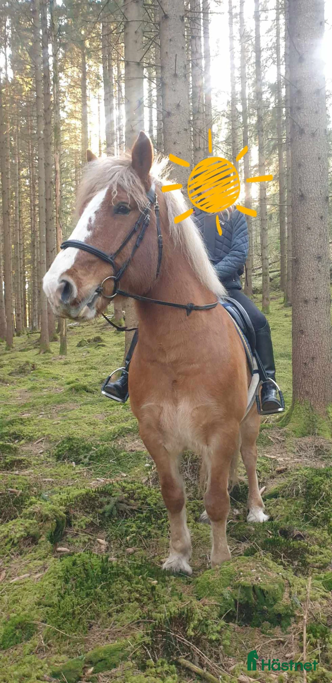 Allround hästar till salu: Nyfiken skogsmulle! i Färgelanda - Annons 4