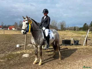 hästar Talangfull C-ponny med kapacitet för högre klasser i Kungsgården - Annons 14