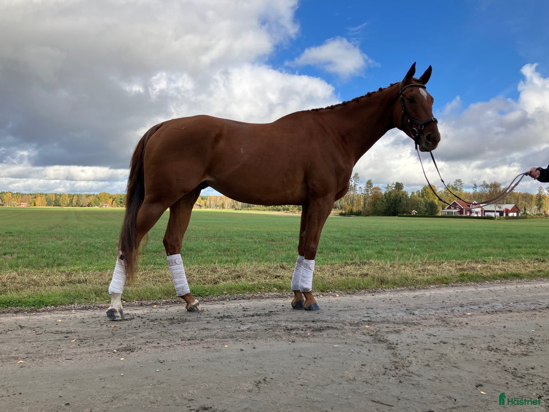 Allround hästar till salu: Underbar snäll och trevlig kille  i Skara - Annons 4