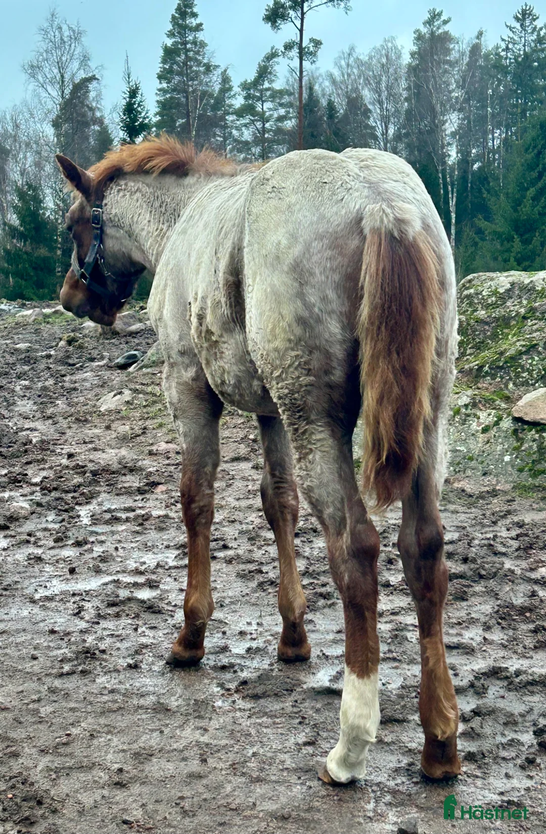 Western hästar till salu: Quarter sto föl i Kristinehamn - Annons 7