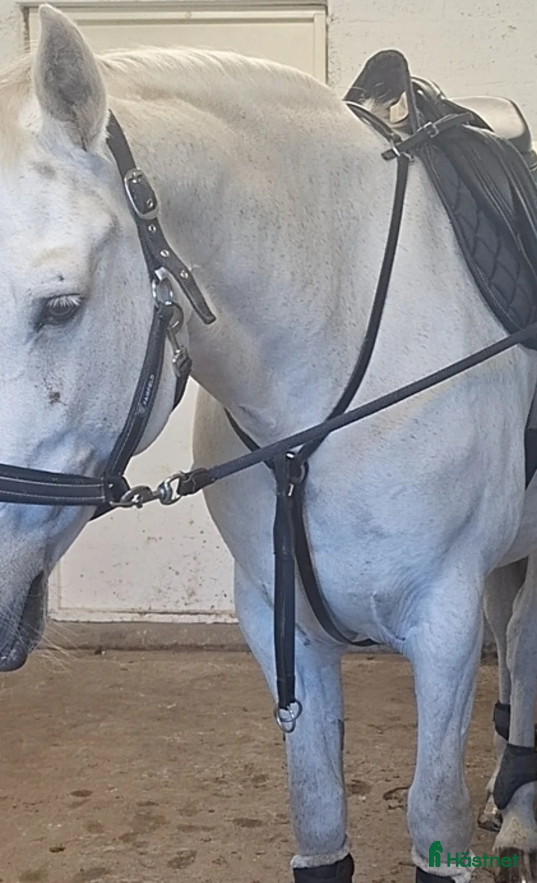 Övrig Hästutrustning hästutrustning till salu: Fin förbygel i nyskick! i Sturkö - Annons 3