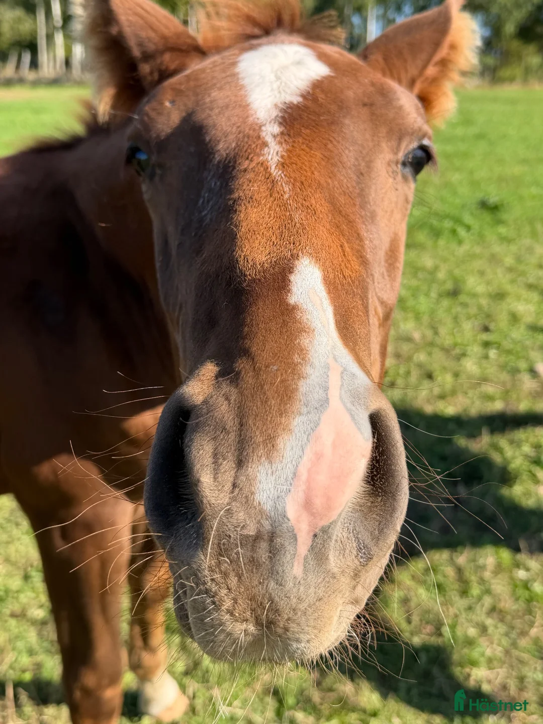 Dressyr hästar till salu: Hingst med utstrålning e. Viva Vegas - Sezuan i Farhult - Annons 2