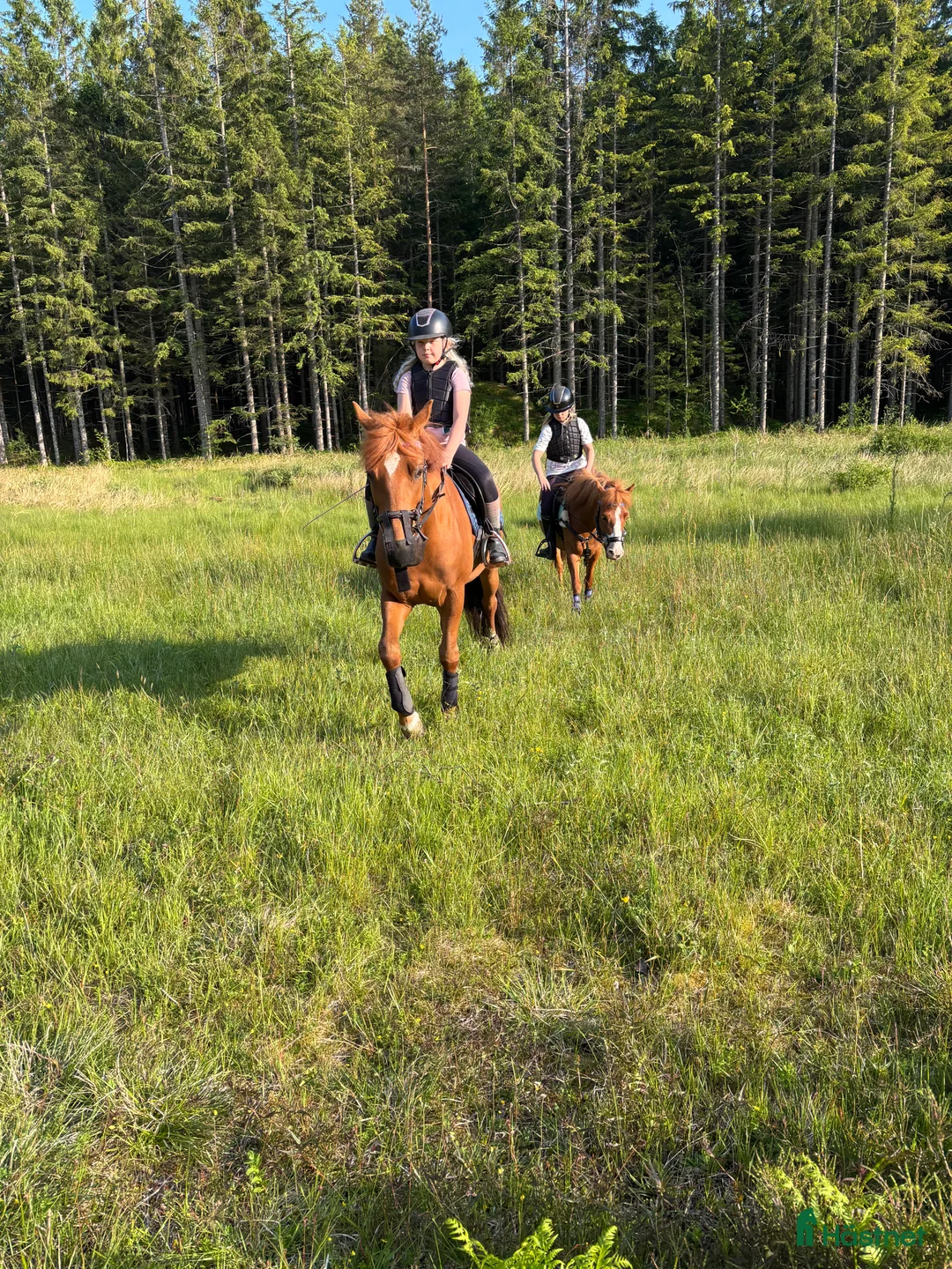 Allround hästar till salu: Världens sötaste Molly letar nytt hem  - Annons 5
