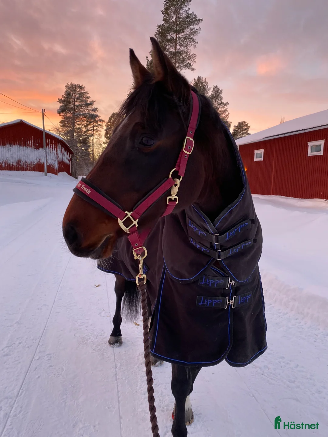 Övrigt hästar till salu: SWB-sto Projekt/Hobby/Avel - Annons 5