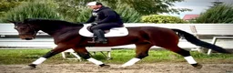 Allround hästar till salu: Hera-6-yo-Silesian Mare |168 cm| Calm&Easy to Ride - Annons 8
