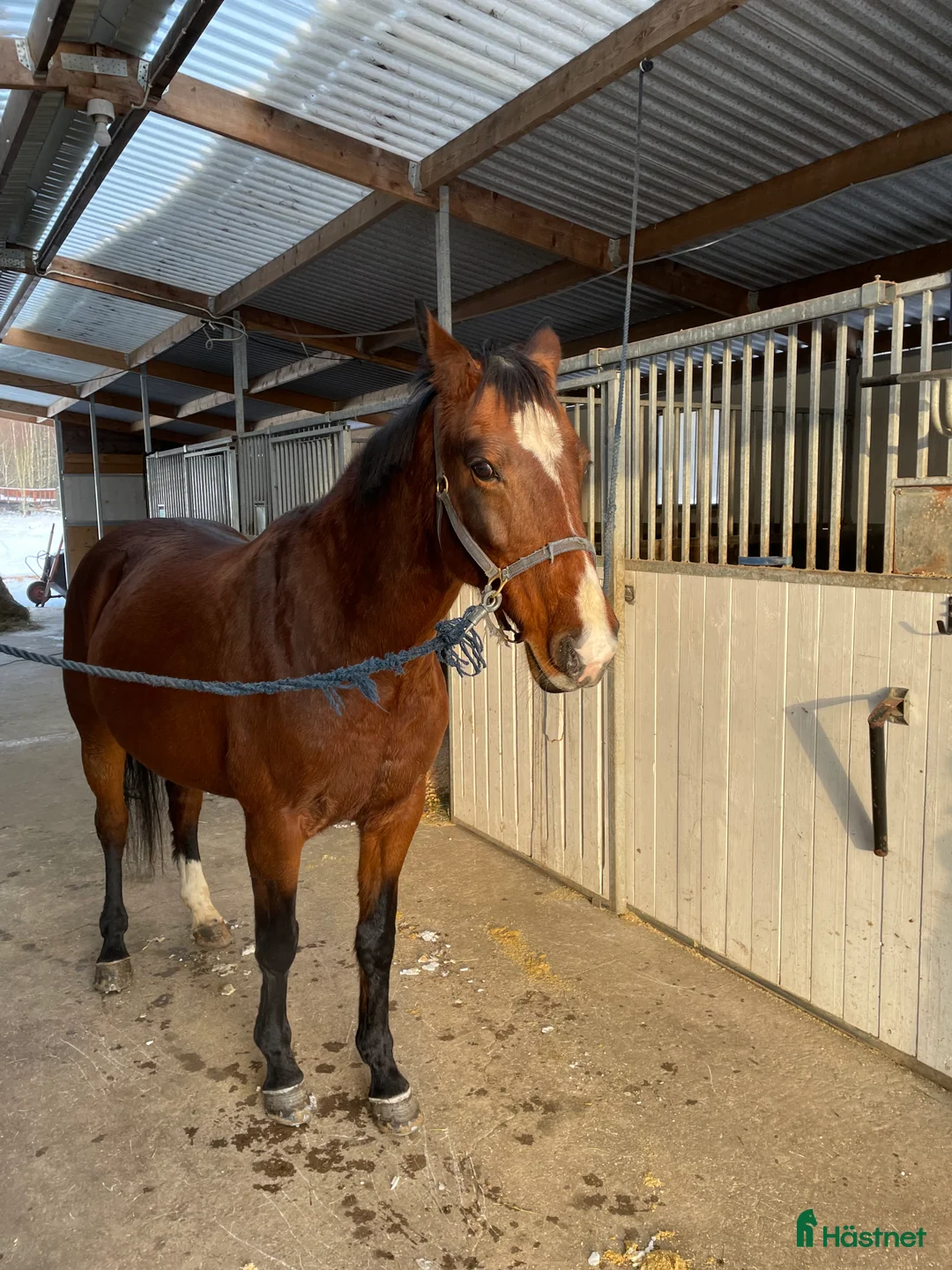 Avelshästar hästar till salu: Sött sto med fin stam - Annons 2