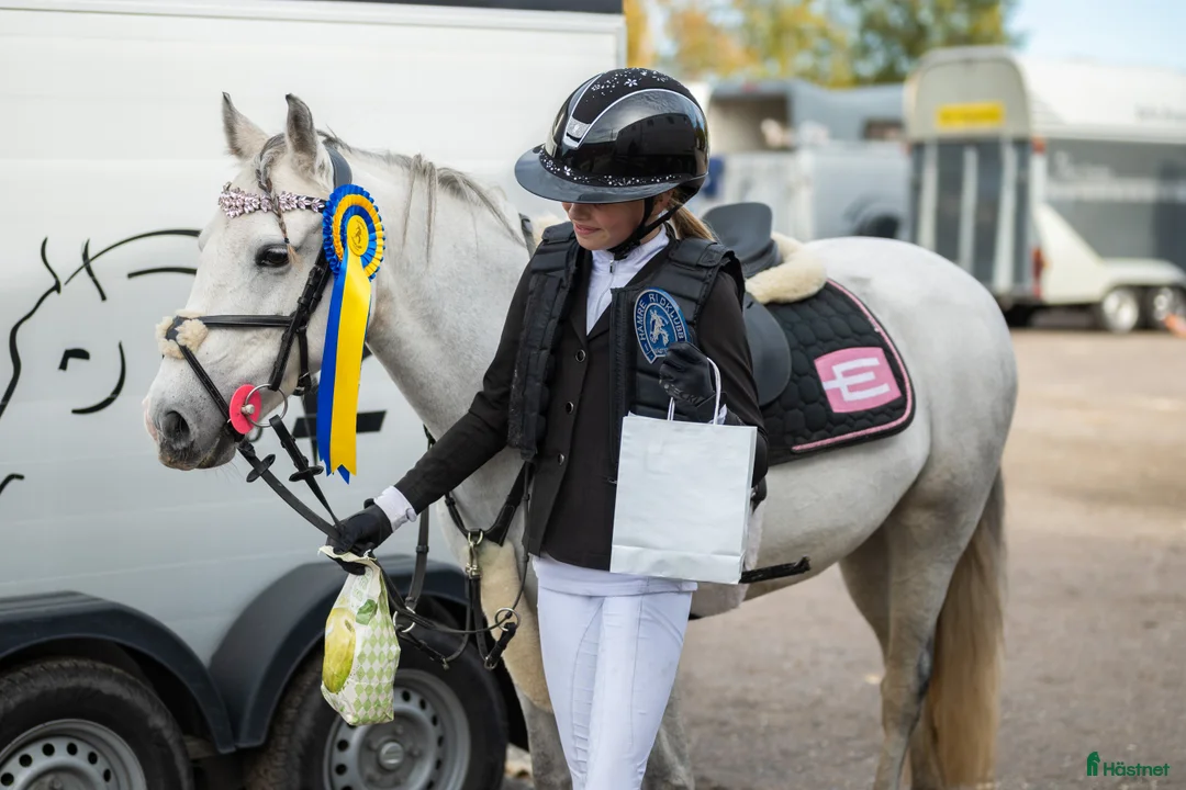 Allround hästar till salu: Vacker B-ponny med kapacitet i Smedjebacken - Annons 5