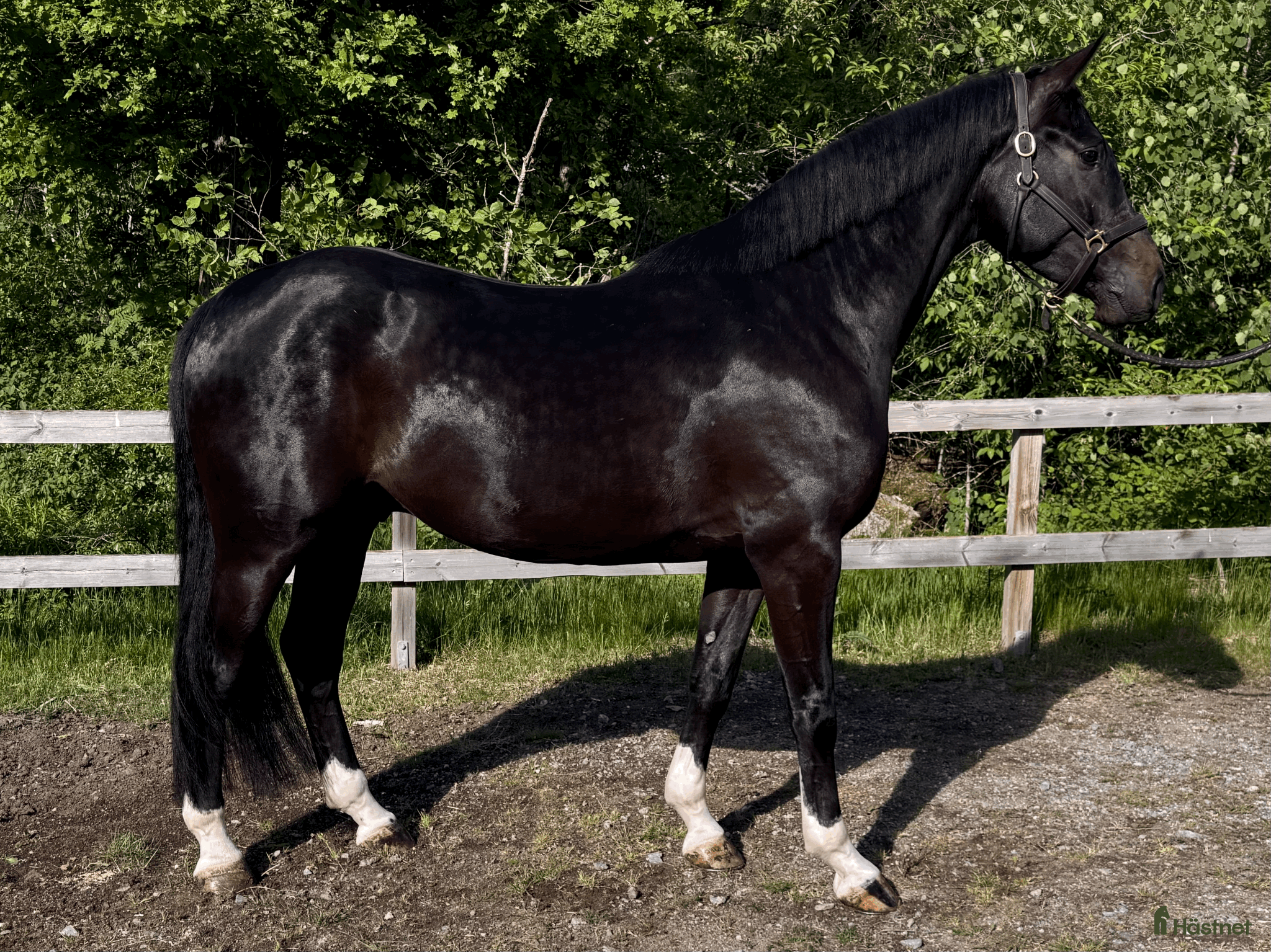  hästar Draco de Semilly – lovande 4-åring - Annons 1