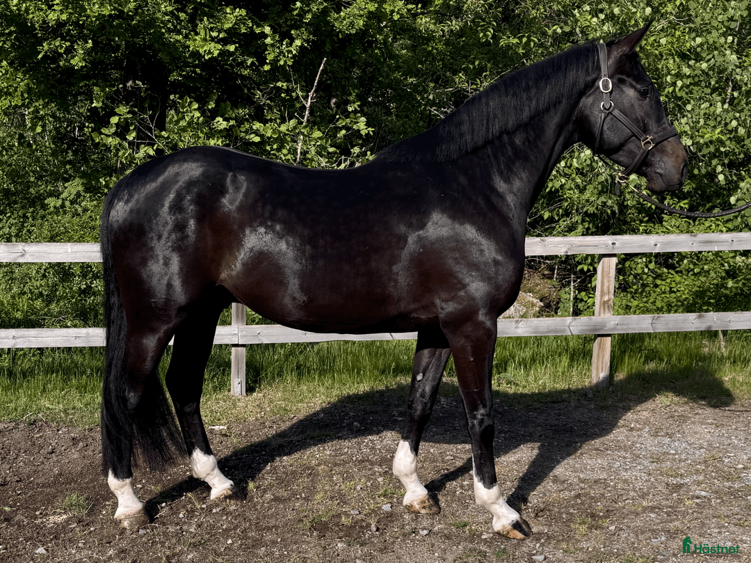 Hoppning hästar till salu: Draco de Semilly – lovande 4-åring - Annons 1