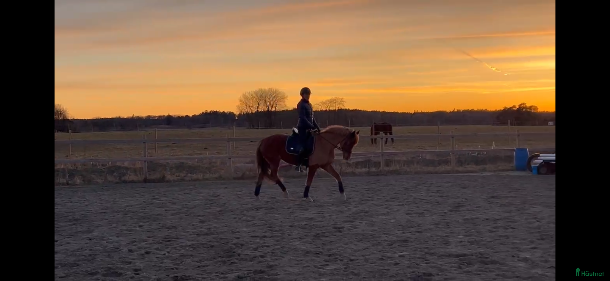  hästar Flashig fullstammad dressyrponny - Annons 1