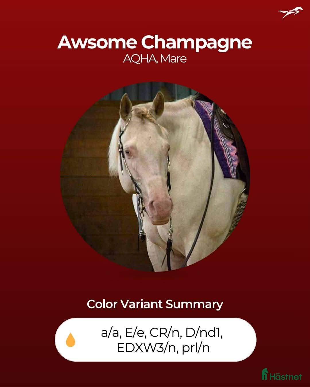  hästar Unikt champagnefärgat sto med unik färggenetik 🌟 - Annons 6