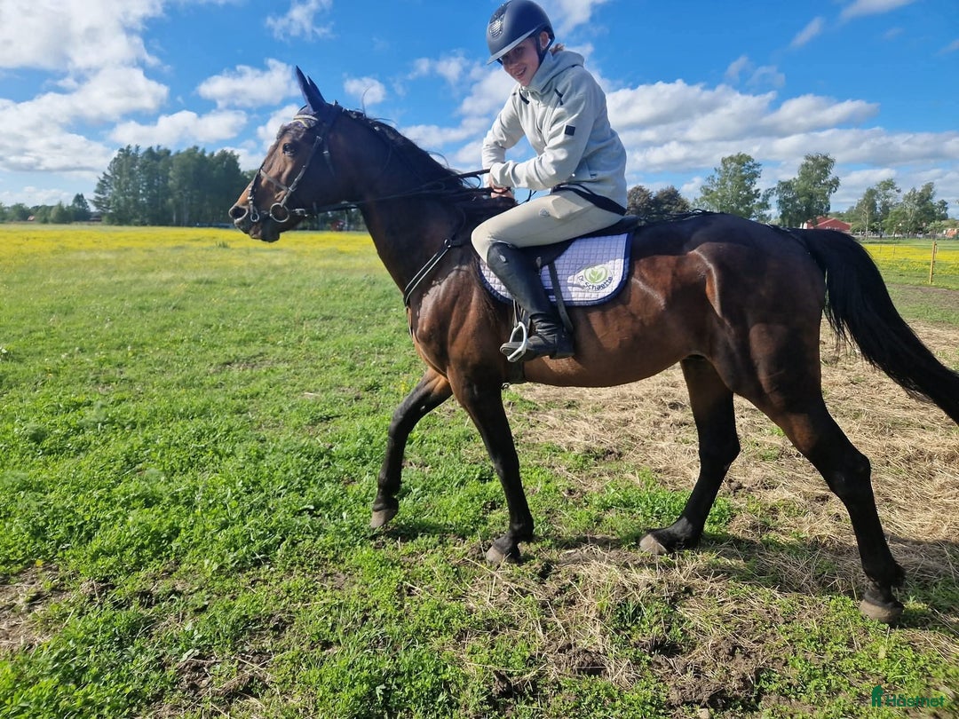 Allround hästar till salu: Supergo skogsmulle  i Nossebro - Annons 3