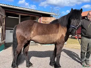 hästar Folda Från Snöån - Annons 2