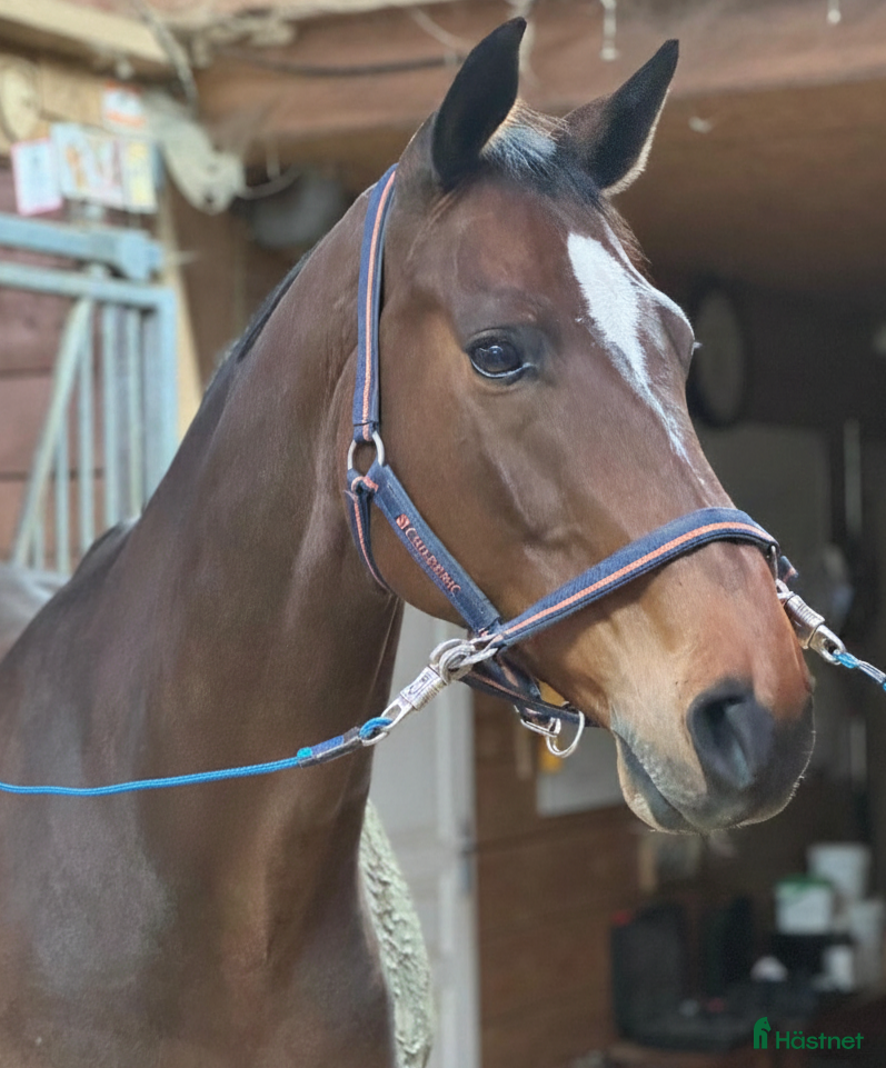  hästar Perfekt läromästare eller till verksamhet  i Hjärtum - Annons 18