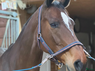 hästar Perfekt läromästare eller till verksamhet i Hjärtum - Annons 18