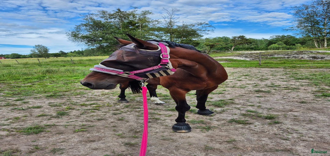 Galleribild {{count}}